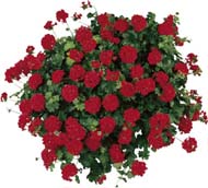 Raggae Red